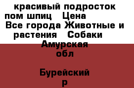 красивый подросток пом шпиц › Цена ­ 30 000 - Все города Животные и растения » Собаки   . Амурская обл.,Бурейский р-н